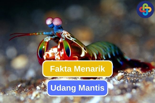 10 Fakta Udang Mantis yang Mengesankan